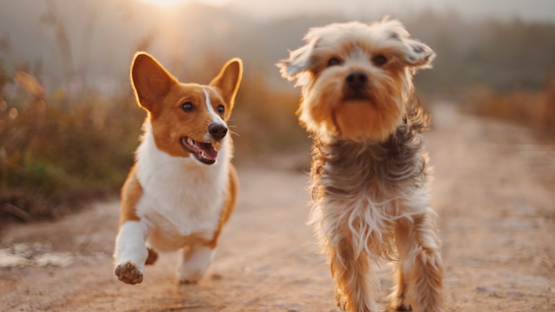 Why Socialization Matters for Your Pet Photo 1548199973 03cce0bbc87b