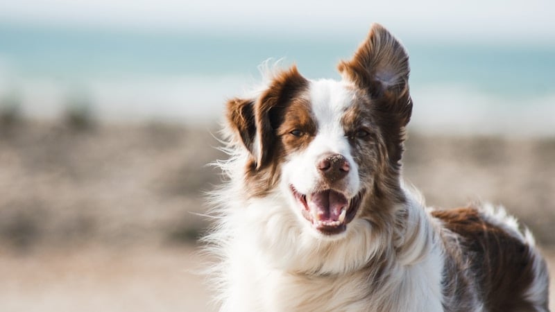 5 Tips for Training Your Rescue Pet Photo 1587300003388 59208cc962cb
