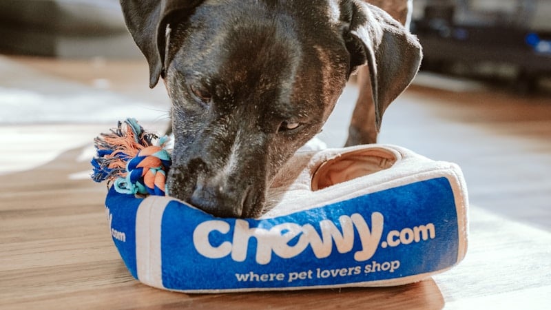How to Prepare Your Home for a New Pet Photo 1601758228041 F3b2795255f1